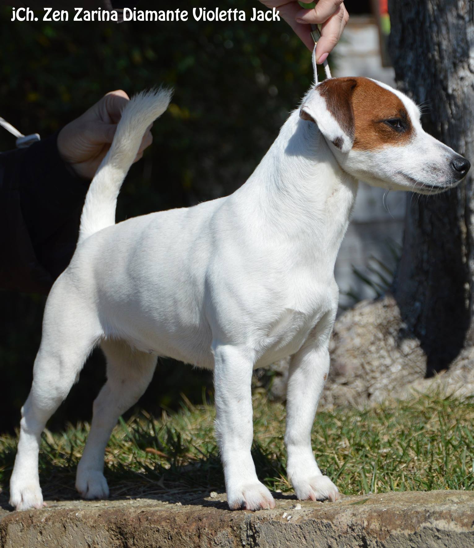 stalloni per monte jack russell